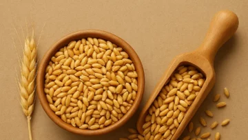 اهمیت بذرمال گندم و بهترین ترکیب برای آن